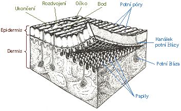 Obr. 1 - Struktura kůže [12]